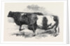 Meeting of the Royal Agricultural Society at Salisbury: No. 251 by Anonymous