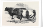 Meeting of the Royal Agricultural Society at Salisbury: No. 251 by Anonymous