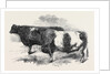 Meeting of the Royal Agricultural Society at Salisbury: No. 251 by Anonymous