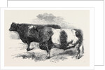 Meeting of the Royal Agricultural Society at Salisbury: No. 251 by Anonymous