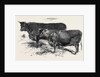 Meeting of the Royal Agricultural Society at Salisbury: Devons No. 176 by Anonymous