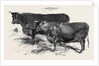 Meeting of the Royal Agricultural Society at Salisbury: Devons No. 176 by Anonymous