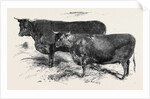 Meeting of the Royal Agricultural Society at Salisbury: Devons No. 176 by Anonymous