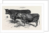 Meeting of the Royal Agricultural Society at Salisbury: Devons No. 176 by Anonymous