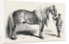 Meeting of the Royal Agricultural Society at Salisbury: No. 281. Horse for Agricultural Purposes by Anonymous
