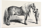 Meeting of the Royal Agricultural Society at Salisbury: No. 281. Horse for Agricultural Purposes by Anonymous