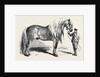 Meeting of the Royal Agricultural Society at Salisbury: No. 281. Horse for Agricultural Purposes by Anonymous