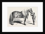 Meeting of the Royal Agricultural Society at Salisbury: No. 281. Horse for Agricultural Purposes by Anonymous