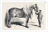 Meeting of the Royal Agricultural Society at Salisbury: No. 281. Horse for Agricultural Purposes by Anonymous