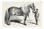 Meeting of the Royal Agricultural Society at Salisbury: No. 281. Horse for Agricultural Purposes by Anonymous