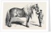 Meeting of the Royal Agricultural Society at Salisbury: No. 281. Horse for Agricultural Purposes by Anonymous