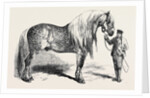 Meeting of the Royal Agricultural Society at Salisbury: No. 281. Horse for Agricultural Purposes by Anonymous