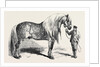 Meeting of the Royal Agricultural Society at Salisbury: No. 281. Horse for Agricultural Purposes by Anonymous