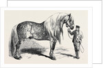 Meeting of the Royal Agricultural Society at Salisbury: No. 281. Horse for Agricultural Purposes by Anonymous