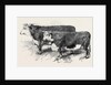 Meeting of the Royal Agricultural Society at Salisbury: Herefords No. 111 by Anonymous
