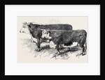Meeting of the Royal Agricultural Society at Salisbury: Herefords No. 111 by Anonymous