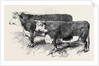 Meeting of the Royal Agricultural Society at Salisbury: Herefords No. 111 by Anonymous