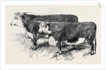 Meeting of the Royal Agricultural Society at Salisbury: Herefords No. 111 by Anonymous
