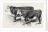 Meeting of the Royal Agricultural Society at Salisbury: Herefords No. 111 by Anonymous