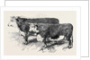 Meeting of the Royal Agricultural Society at Salisbury: Herefords No. 111 by Anonymous