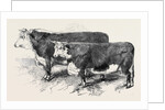 Meeting of the Royal Agricultural Society at Salisbury: Herefords No. 111 by Anonymous