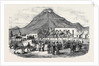 Sale of Angora Rams at Graaff Renet. by Anonymous