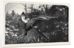 Pheasant Shooting by Anonymous