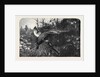 Pheasant Shooting by Anonymous