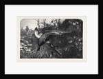 Pheasant Shooting by Anonymous