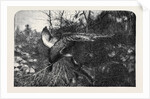 Pheasant Shooting by Anonymous