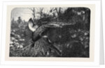 Pheasant Shooting by Anonymous
