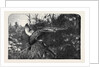 Pheasant Shooting by Anonymous