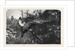 Pheasant Shooting by Anonymous