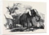 Elephant Belonging to the Rajah of Bhurtpore by Anonymous