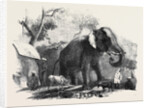 Elephant Belonging to the Rajah of Bhurtpore by Anonymous