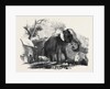 Elephant Belonging to the Rajah of Bhurtpore by Anonymous