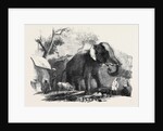 Elephant Belonging to the Rajah of Bhurtpore by Anonymous