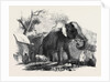 Elephant Belonging to the Rajah of Bhurtpore by Anonymous