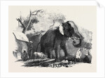 Elephant Belonging to the Rajah of Bhurtpore by Anonymous