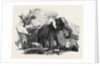 Elephant Belonging to the Rajah of Bhurtpore by Anonymous