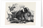 Elephant Belonging to the Rajah of Bhurtpore by Anonymous