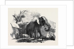 Elephant Belonging to the Rajah of Bhurtpore by Anonymous