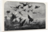 Wild Duck Shooting by Anonymous