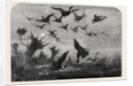 Wild Duck Shooting by Anonymous