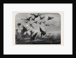 Wild Duck Shooting by Anonymous