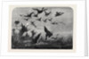 Wild Duck Shooting by Anonymous