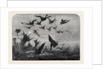 Wild Duck Shooting by Anonymous