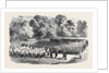The Oxfordshire Militia in the Garden of St. John's College Oxford by Anonymous