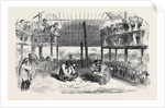 Cock-Fighting at Manilla by Anonymous