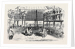 Cock-Fighting at Manilla by Anonymous